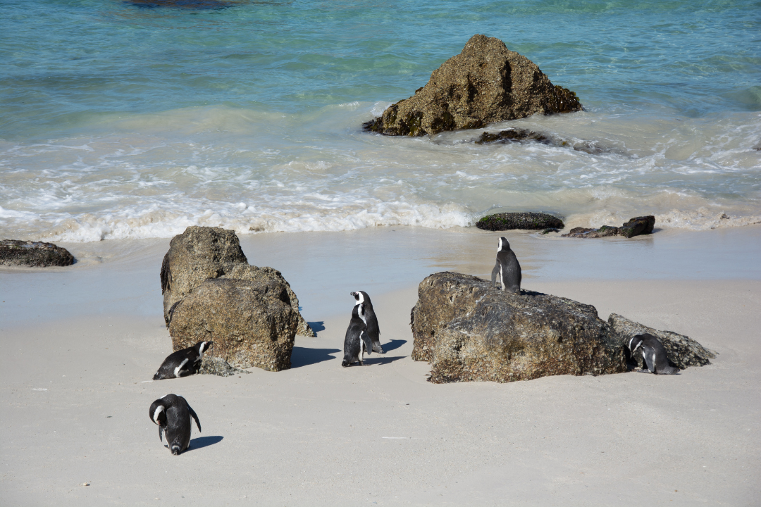 Find the popular penguin colony at Boulders Beach just 1km away from Broadlands villa